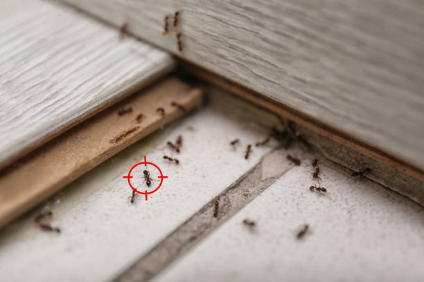 Best Commercial Pest Control Services  in Waynesville, NC