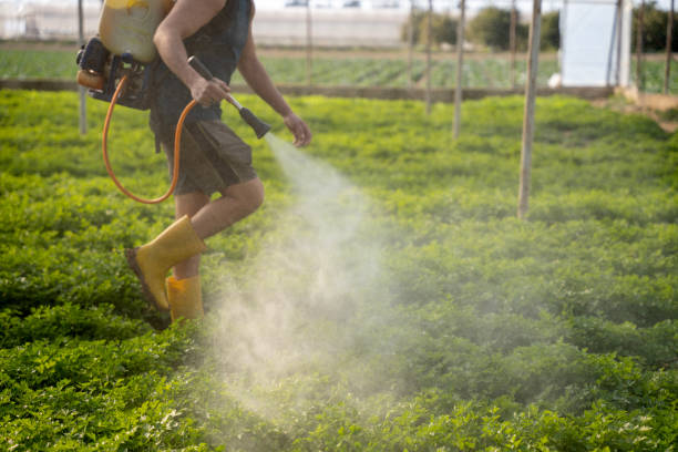 Best Ant Control Services  in Waynesville, NC