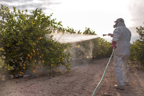 Best Local Pest Control Services  in Waynesville, NC