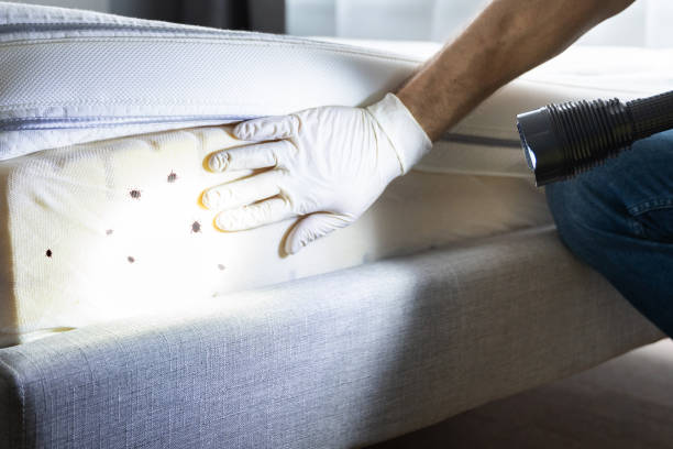 Best Pest Inspection Near Me  in Waynesville, NC