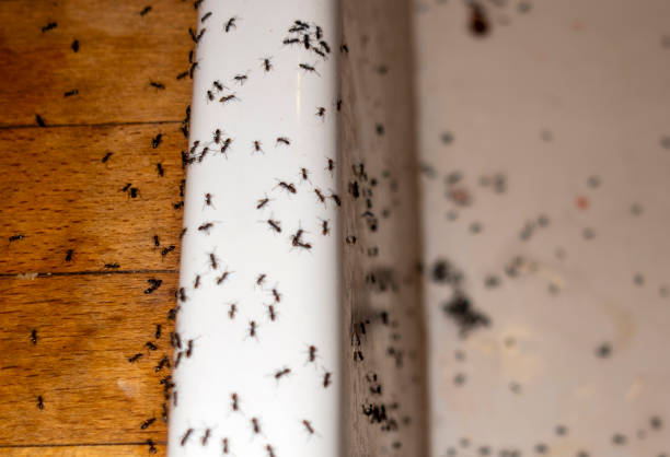 Best Emergency Pest Control  in Waynesville, NC