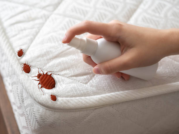 Reliable Waynesville, NC Pest Control Solutions