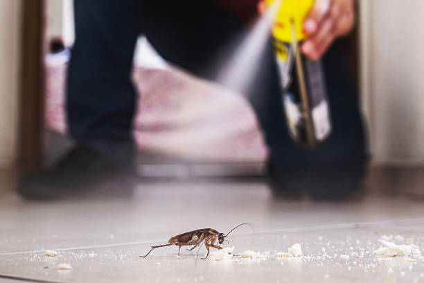 Best Wasp Removal Services  in Waynesville, NC