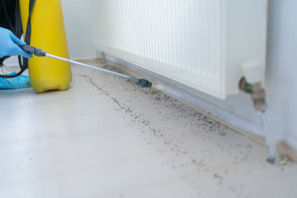 Best Flea Control Services  in Waynesville, NC
