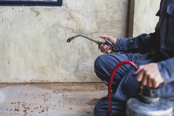 Best Wasp Removal Services  in Waynesville, NC